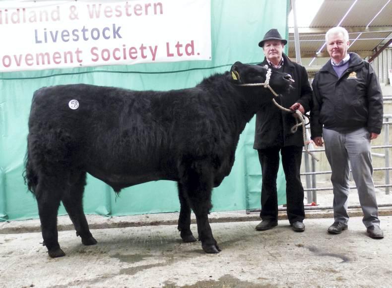 Aberdeen Angus tops trade at Carrick-on-Shannon sale Aberdeen Angus tops trade at Carrick-on-Shannon sale