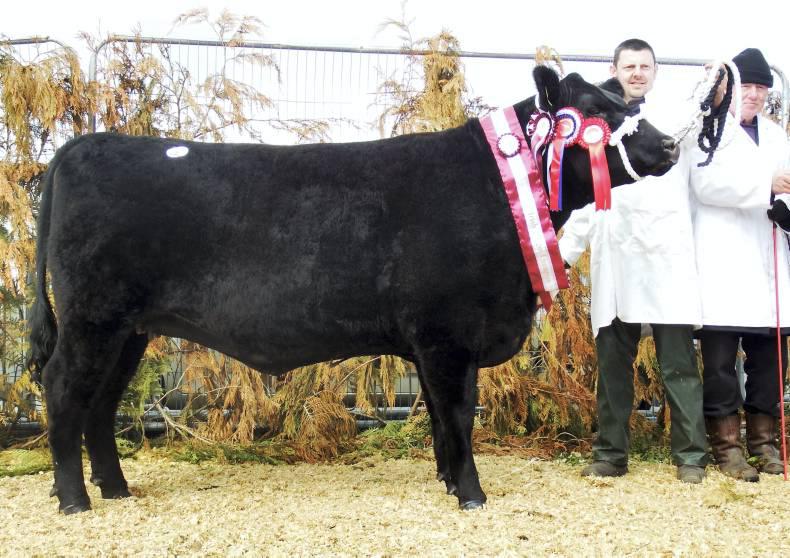 Aberdeen Angus tops trade at Carrick-on-Shannon sale Aberdeen Angus tops trade at Carrick-on-Shannon sale