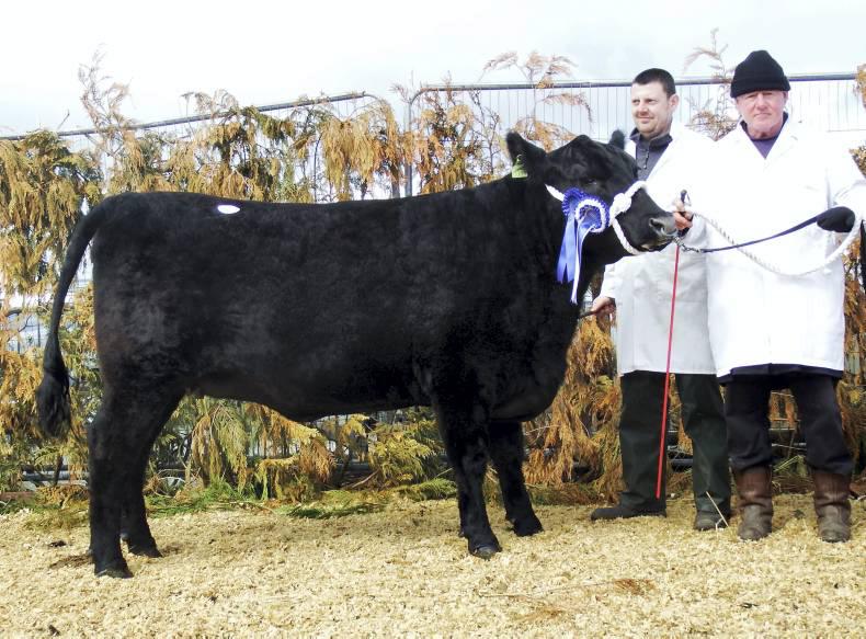 Aberdeen Angus tops trade at Carrick-on-Shannon sale Aberdeen Angus tops trade at Carrick-on-Shannon sale