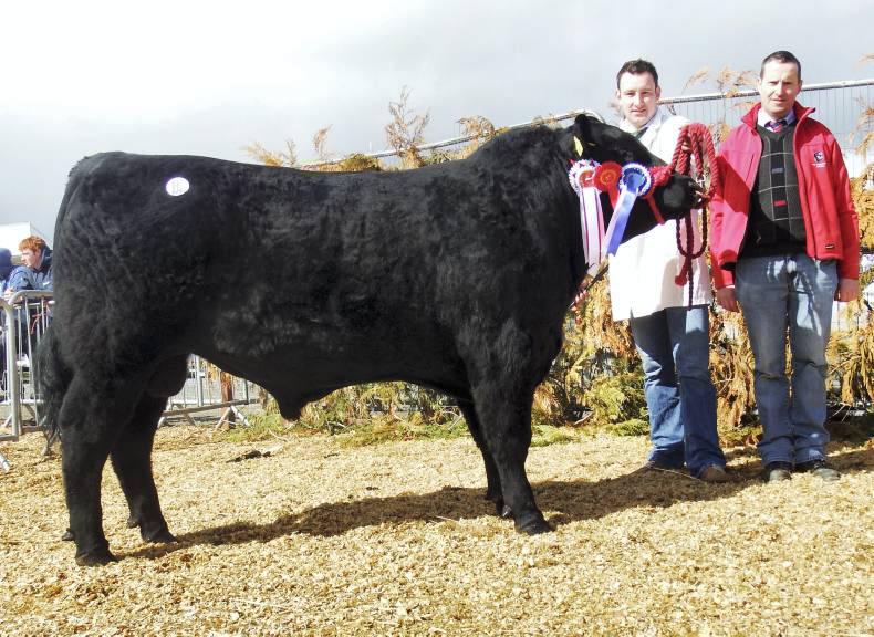 Aberdeen Angus tops trade at Carrick-on-Shannon sale Aberdeen Angus tops trade at Carrick-on-Shannon sale
