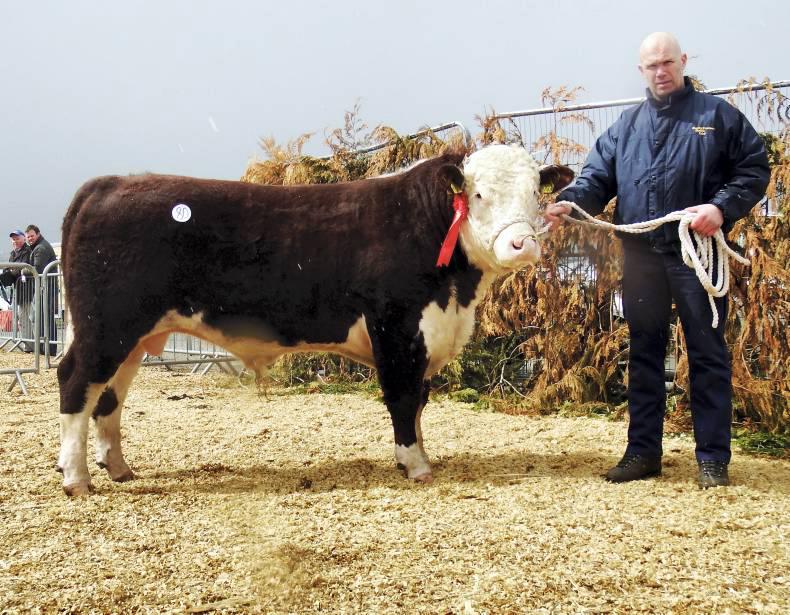 Aberdeen Angus tops trade at Carrick-on-Shannon sale Aberdeen Angus tops trade at Carrick-on-Shannon sale