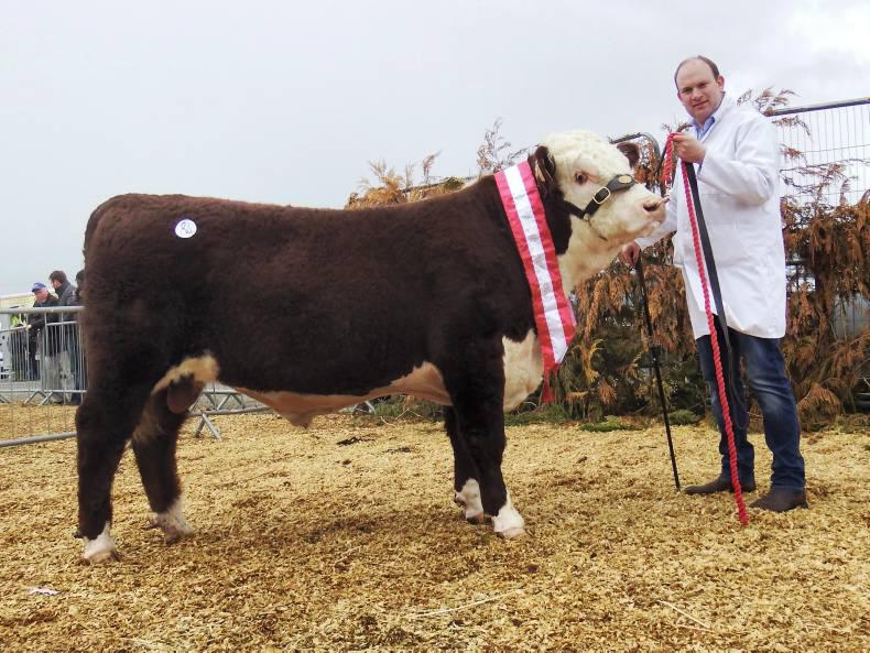 Aberdeen Angus tops trade at Carrick-on-Shannon sale Aberdeen Angus tops trade at Carrick-on-Shannon sale