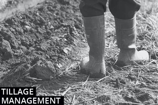 Tillage management: winter crops move into stem extension Tillage management: winter crops move into stem extension