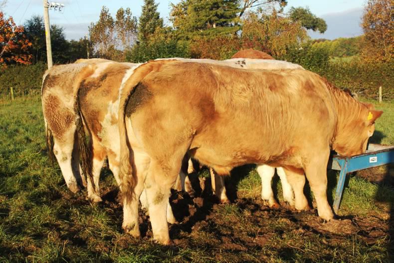 Oakdale Meats Ltd put up for sale Oakdale Meats Ltd put up for sale