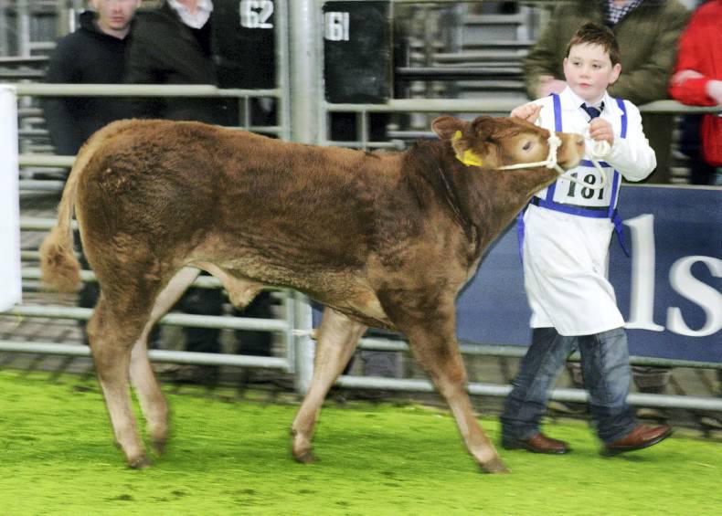 The art of showing – what do I need to know? The art of showing – what do I need to know?