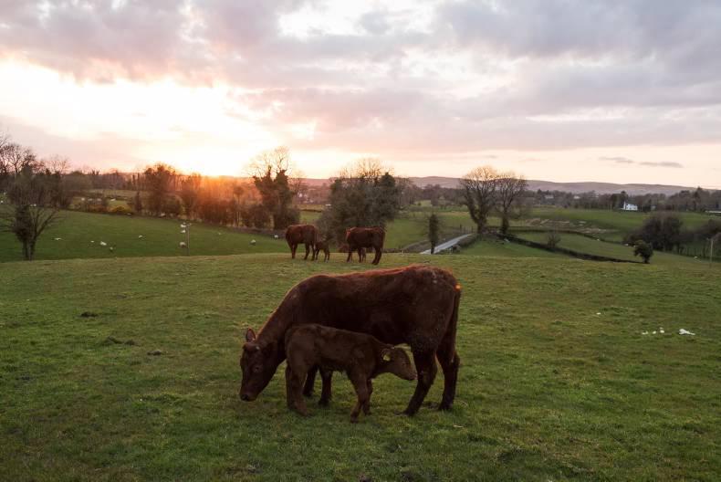 €350/head British beef price differential eroded €350/head British beef price differential eroded
