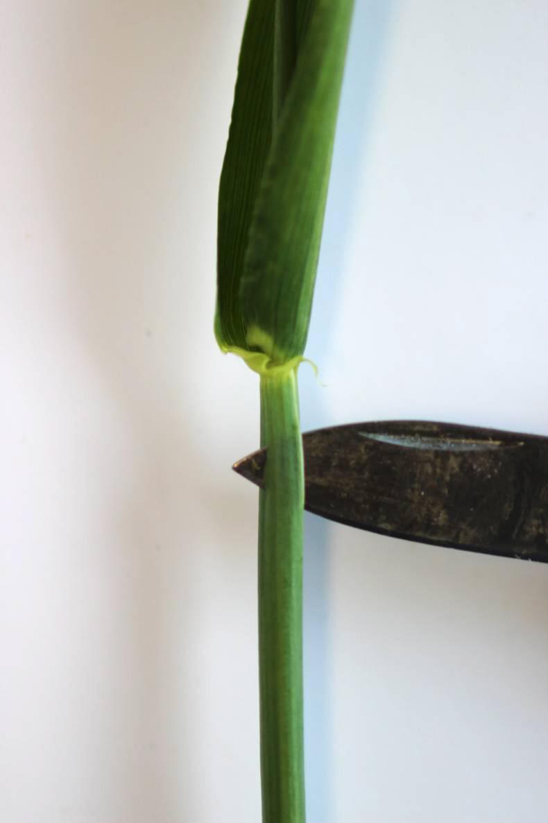 Targeting the T1 timing on wheat Targeting the T1 timing on wheat