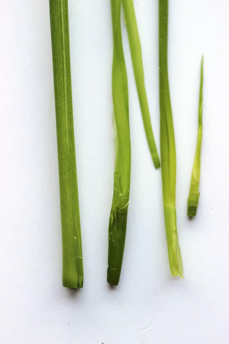 Targeting the T1 timing on wheat Targeting the T1 timing on wheat