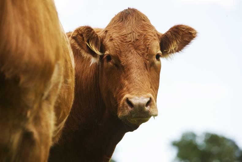 Tolan v Aurivo appeal case dismissed Tolan v Aurivo appeal case dismissed