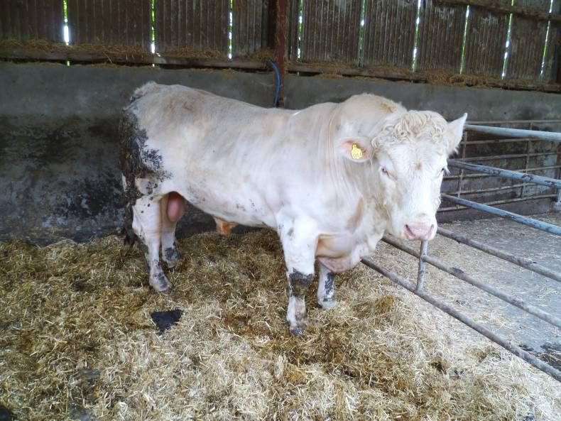 Powering ahead with AI breeding Powering ahead with AI breeding