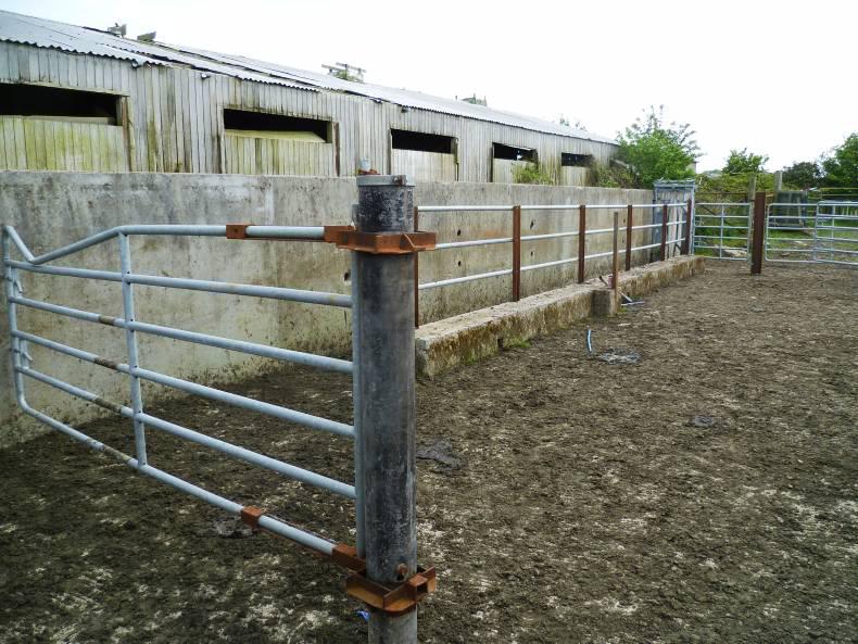 Powering ahead with AI breeding Powering ahead with AI breeding