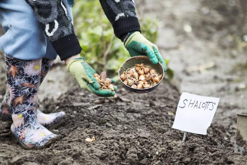 €5.4m in investment grants approved for horticultural sector €5.4m in investment grants approved for horticultural sector