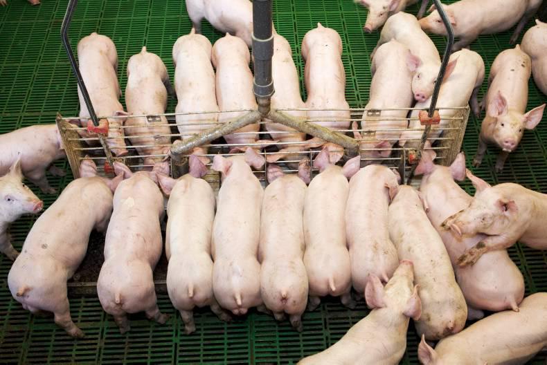 Pig prices creep upwards Pig prices creep upwards