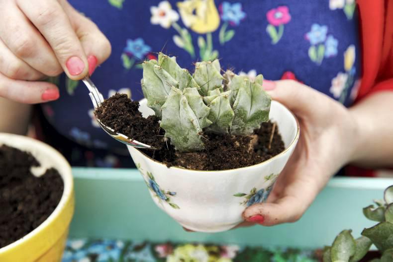 Upcycle pots for succulents and cacti with Joanne Condon's top tips Upcycle pots for succulents and cacti with Joanne Condon's top tips