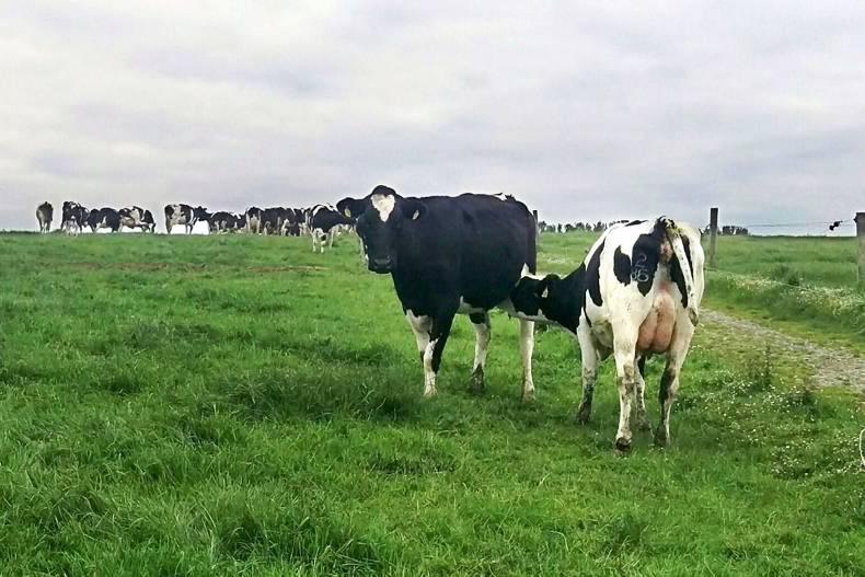 Farmer Writes: solving mysteries and heat detection Farmer Writes: solving mysteries and heat detection