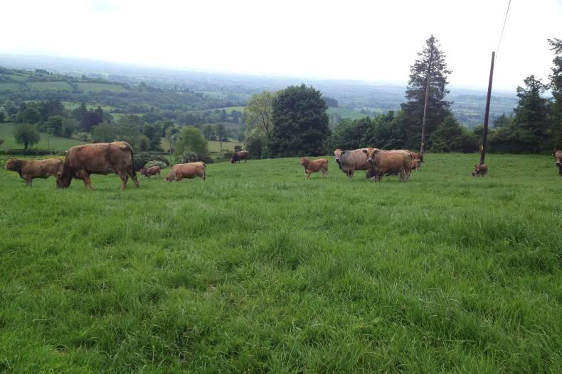 Aubrac ticking the boxes for both dairy and beef herds Aubrac ticking the boxes for both dairy and beef herds