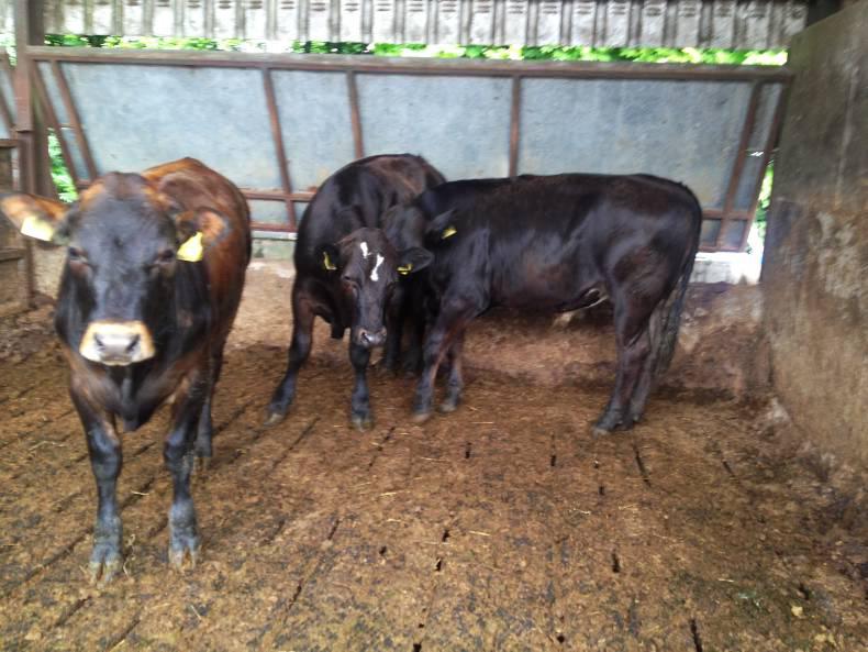 Aubrac ticking the boxes for both dairy and beef herds Aubrac ticking the boxes for both dairy and beef herds