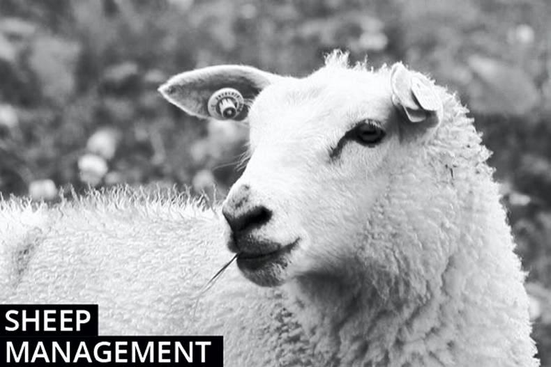 Sheep farming management notes Sheep farming management notes