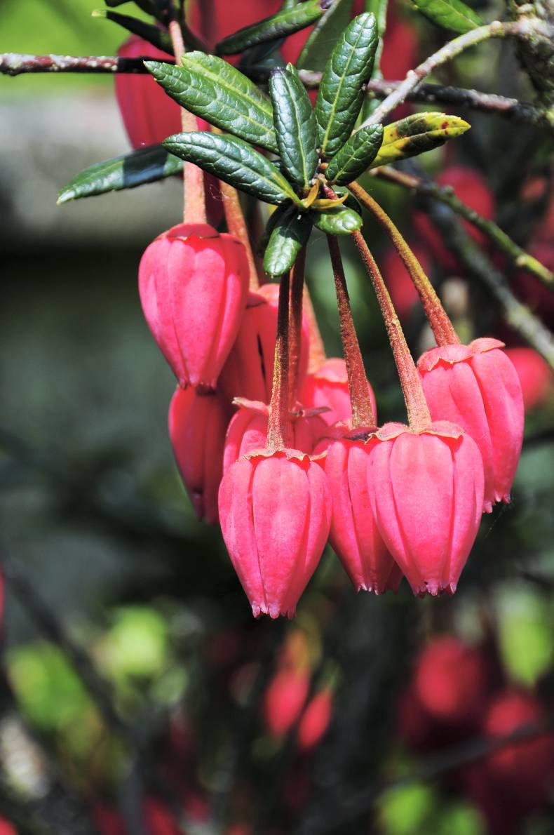 Red lanterns - perfect for the country garden Red lanterns - perfect for the country garden