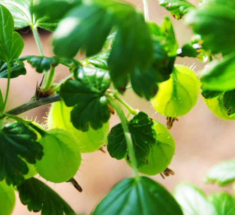 Red lanterns - perfect for the country garden Red lanterns - perfect for the country garden