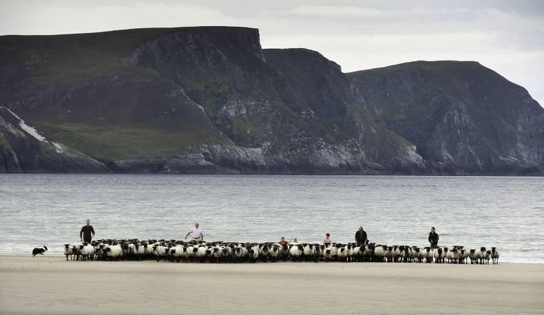 Meet the sister act behind Achill Mountain Lamb Meet the sister act behind Achill Mountain Lamb