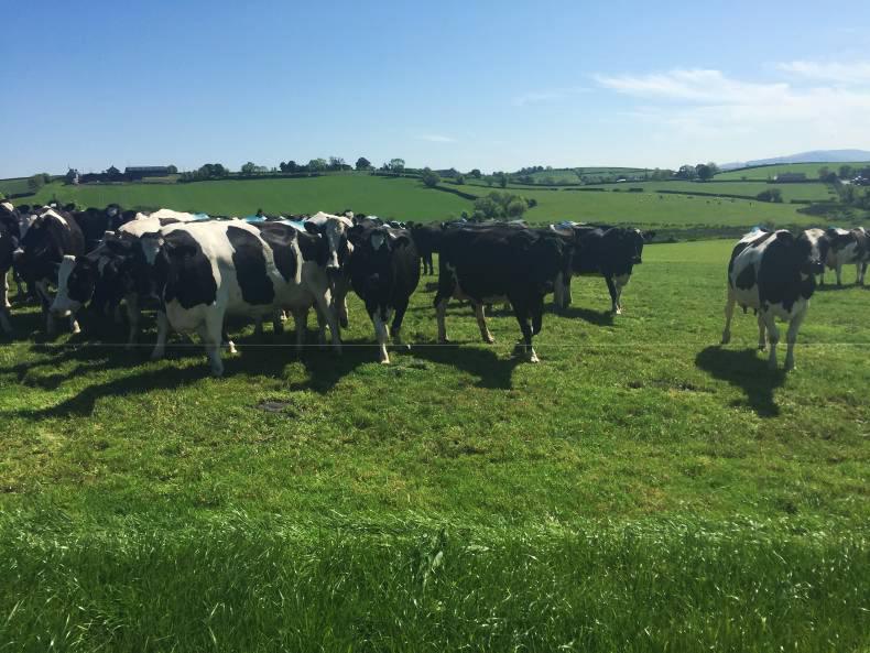 Breeding strategies for delivering profit Breeding strategies for delivering profit