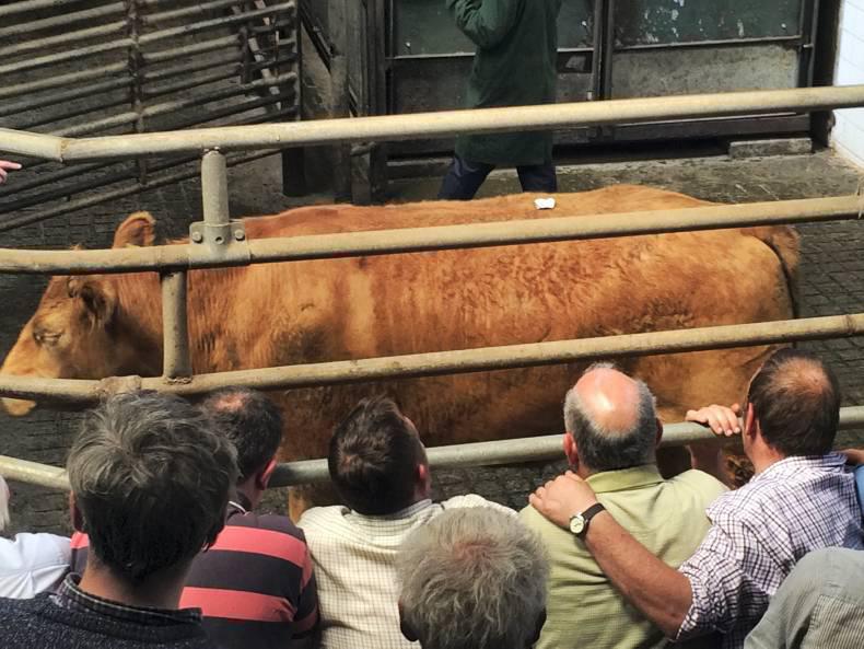 High ringside demand at Balla mart High ringside demand at Balla mart