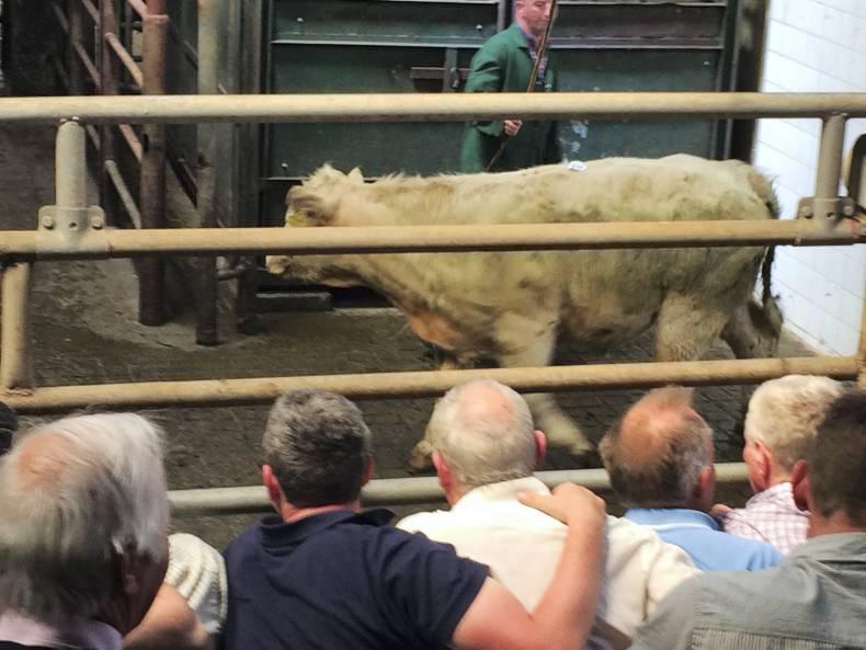 High ringside demand at Balla mart High ringside demand at Balla mart