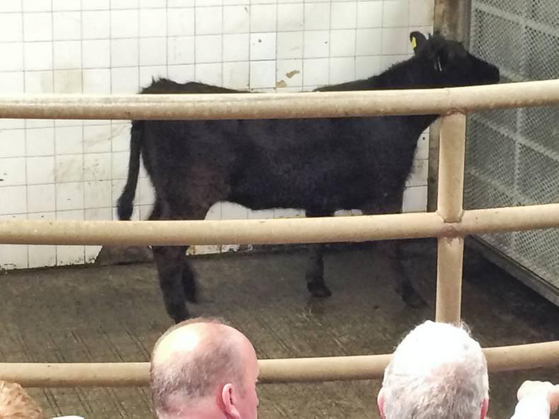 High ringside demand at Balla mart High ringside demand at Balla mart