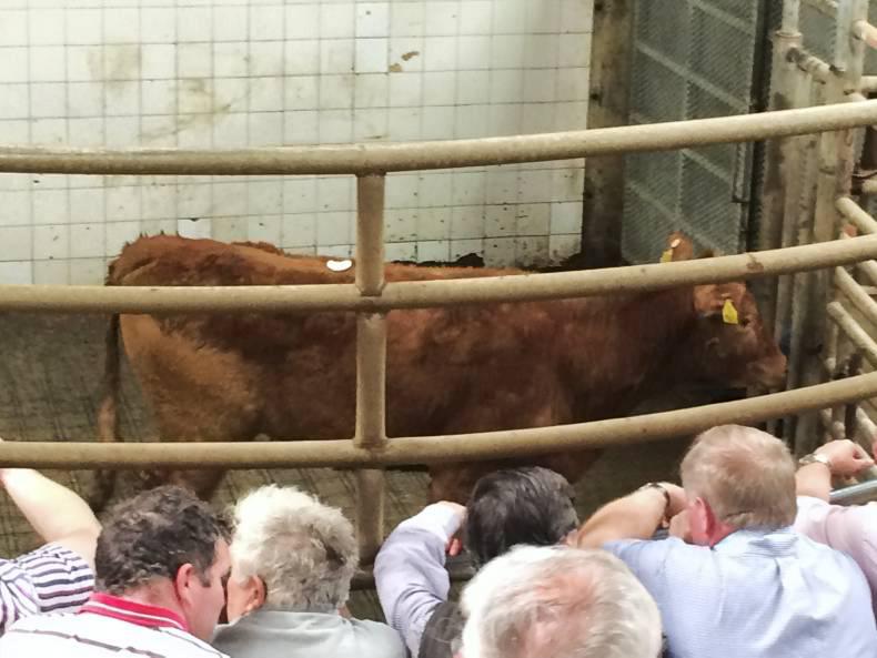 High ringside demand at Balla mart High ringside demand at Balla mart