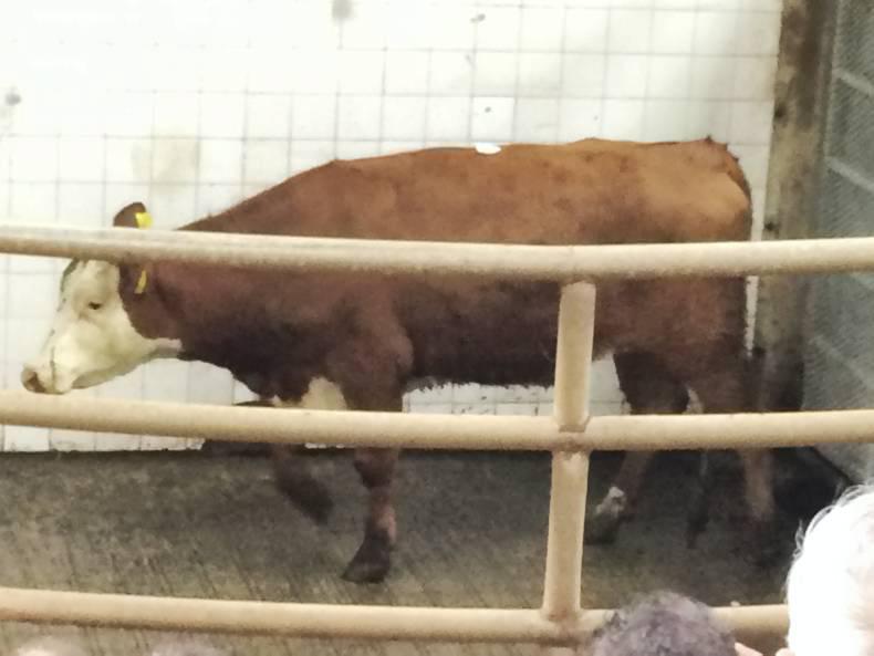 High ringside demand at Balla mart High ringside demand at Balla mart