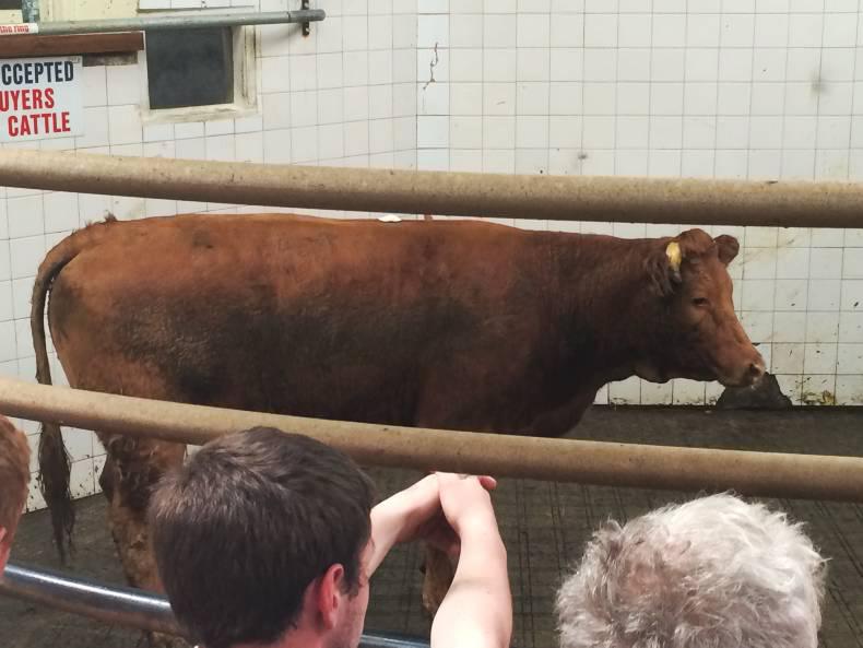 High ringside demand at Balla mart High ringside demand at Balla mart