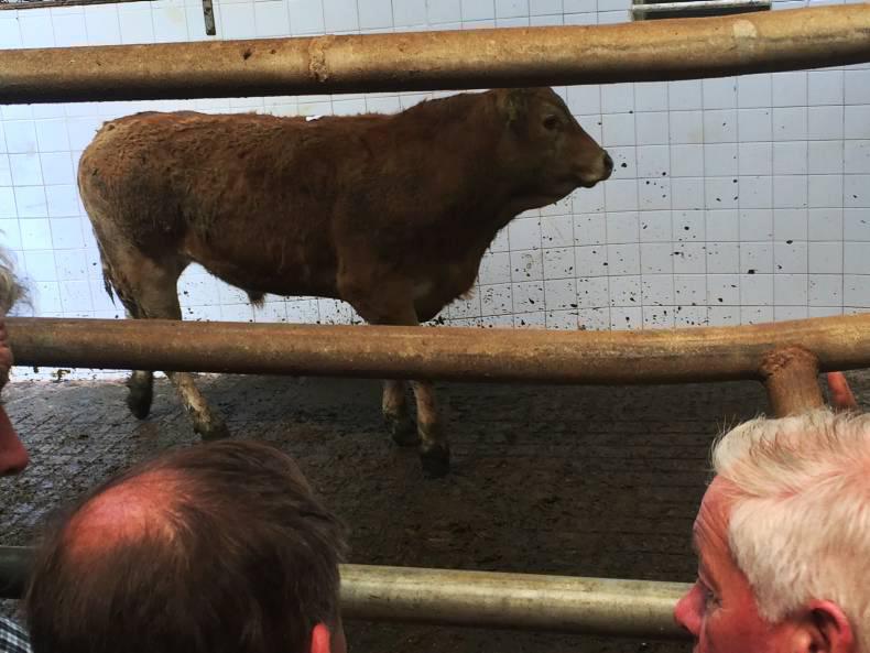 High ringside demand at Balla mart High ringside demand at Balla mart