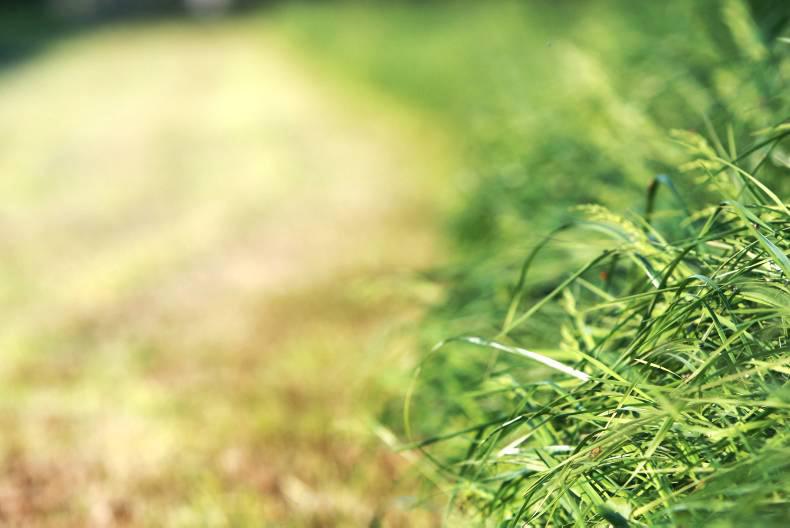 Grass+: Growth rates dip due to lack of moisture Grass+: Growth rates dip due to lack of moisture