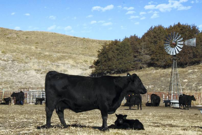 Herd profile - Five stars in replacement index in Nebraska Herd profile - Five stars in replacement index in Nebraska