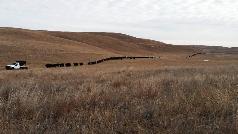 Herd profile - Five stars in replacement index in Nebraska Herd profile - Five stars in replacement index in Nebraska