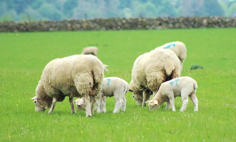 Sheep farming management notes Sheep farming management notes