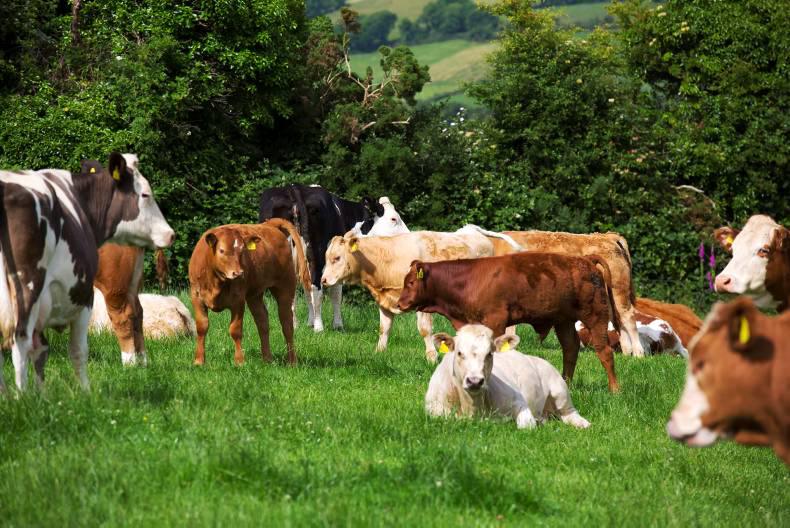Vet's corner coughing cattle and lungworm now in the mix Premium