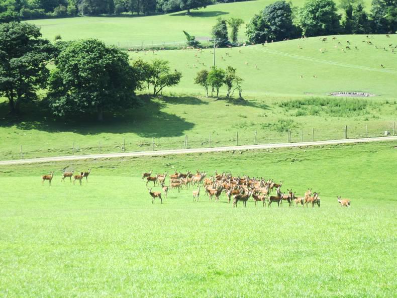 Plans for growth at Finnebrogue Plans for growth at Finnebrogue