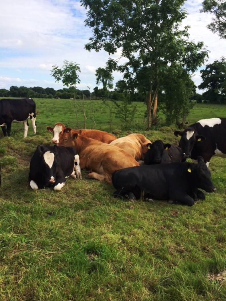Farmer writes: Brexit fears are becoming a looming reality Farmer writes: Brexit fears are becoming a looming reality