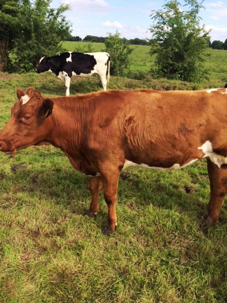 Farmer writes: Brexit fears are becoming a looming reality Farmer writes: Brexit fears are becoming a looming reality