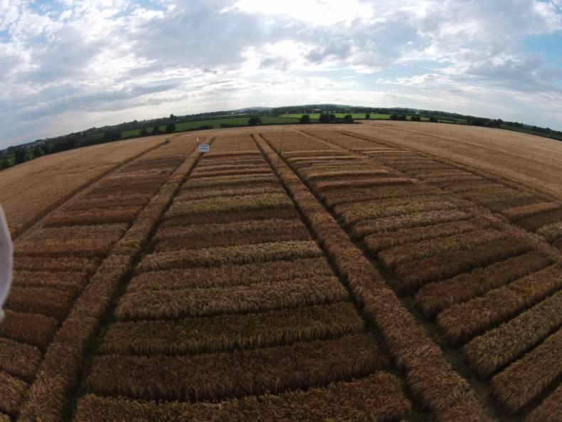 BYDV control a major topic at Drummonds open evening BYDV control a major topic at Drummonds open evening