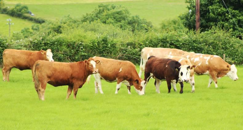 Getting the basics right on Co Donegal farm Getting the basics right on Co Donegal farm