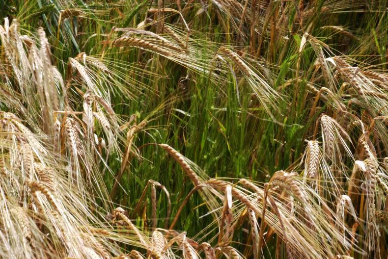 A bumper harvest now seems unlikely 20 July 2016 Premium