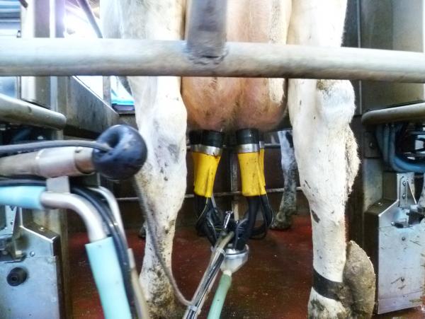 LacPatrick pays more for NI June milk LacPatrick pays more for NI June milk