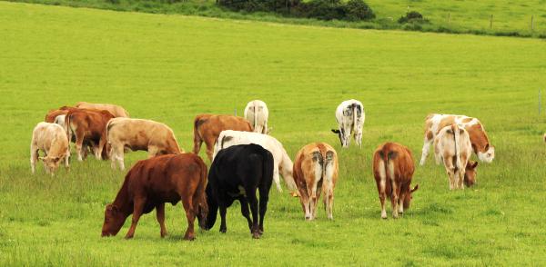 New cattle steering group on breeding data New cattle steering group on breeding data