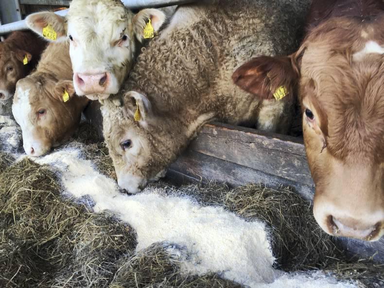 Northern View: cattle quotes edge up another 2p/kg Northern View: cattle quotes edge up another 2p/kg