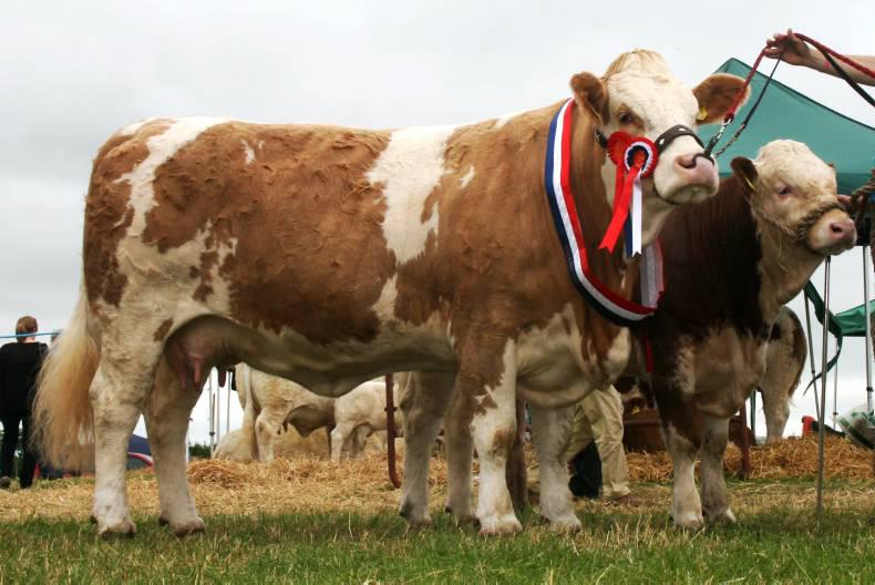 Ossory the host show for Simmental calf finals Ossory the host show for Simmental calf finals