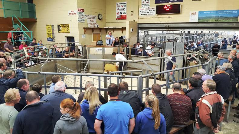 Dorsets sells for 2,000gns at Ballymena Dorsets sells for 2,000gns at Ballymena