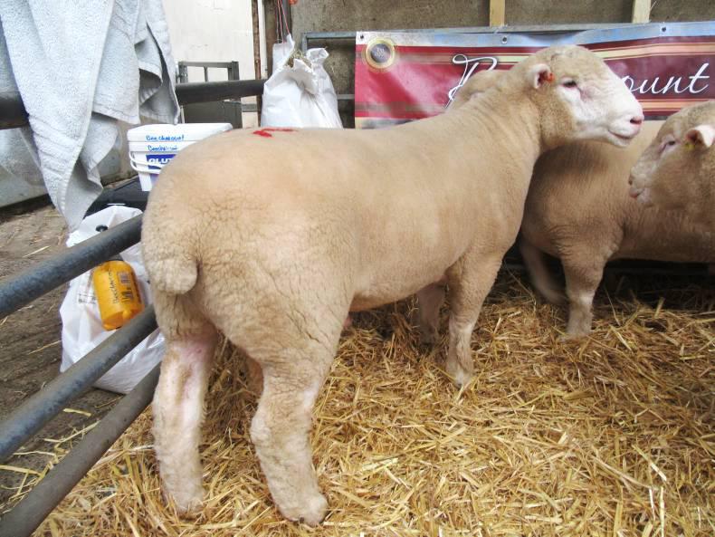 Dorsets sells for 2,000gns at Ballymena Dorsets sells for 2,000gns at Ballymena